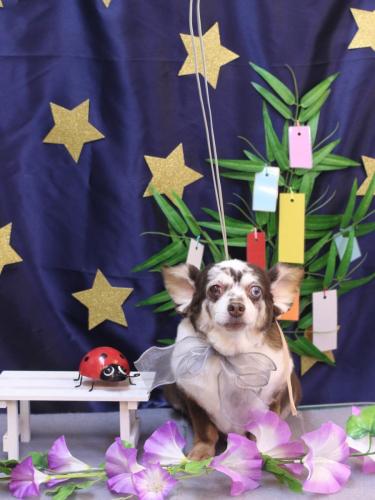 20230701チョコちゃん